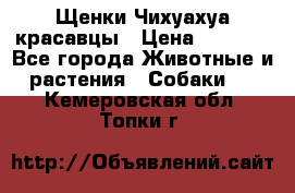 Щенки Чихуахуа красавцы › Цена ­ 9 000 - Все города Животные и растения » Собаки   . Кемеровская обл.,Топки г.